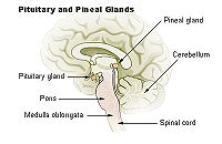 Illu pituitary pineal glands.jpg