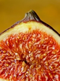 img143/9168/inciriw0.jpg